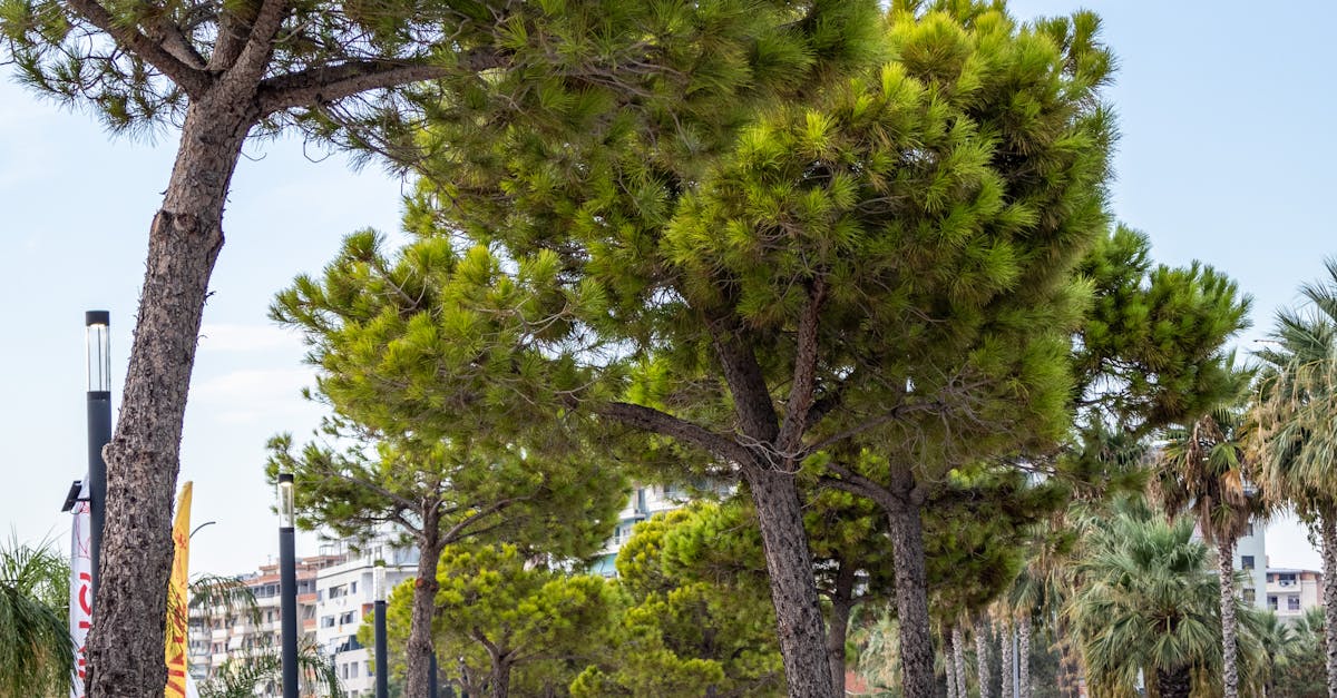 Evaluating Chiropractors: Insights from Your First Visit