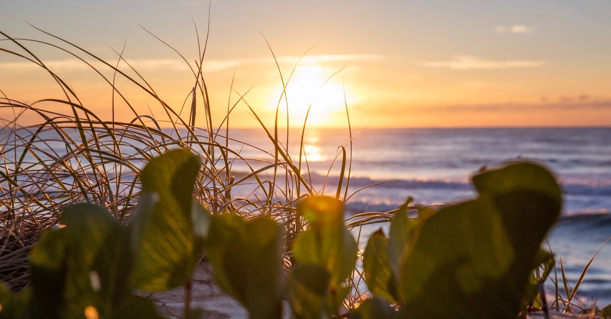 Understanding the Importance of Spinal Adjustments for Overall Health